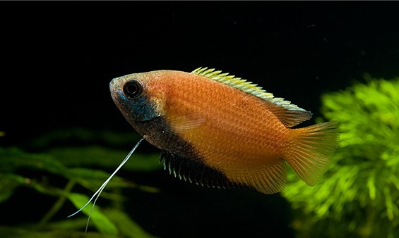 Honey Gourami